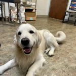 Stone Ridge Veterinary Medical Center