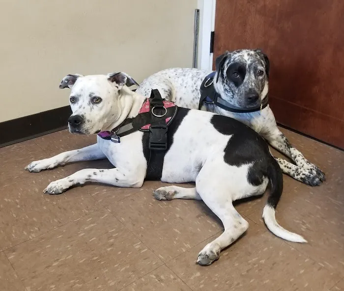 North Pines Animal Hospital Picture 5