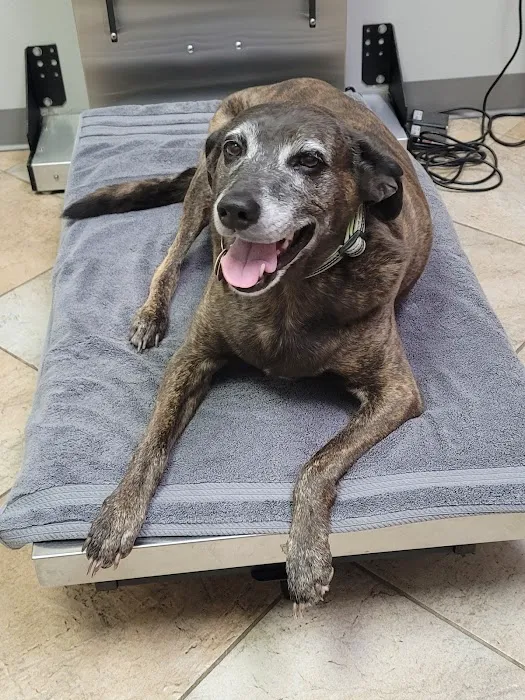 Animal Hospital of Montgomery: Joey L Romero DVM Picture 3