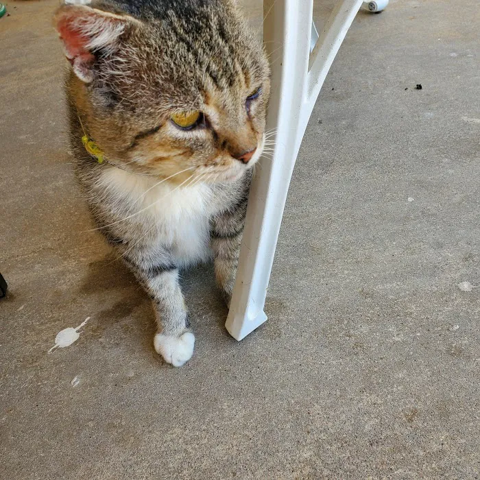 Animal Hospital of Montgomery Picture 4