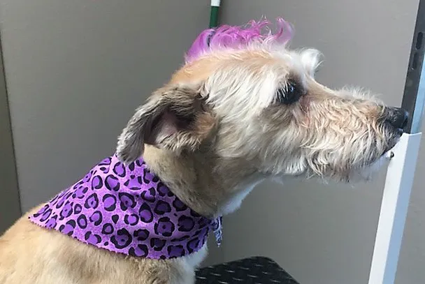 Animal Hospital of Montgomery Picture 10