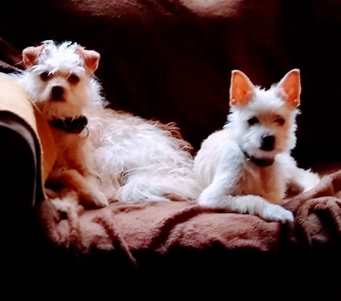 Wags 2 Whiskers Veterinary Hospital Picture 1