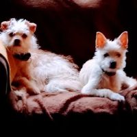 Wags 2 Whiskers Veterinary Hospital ico