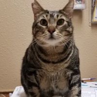 Western Hills Animal Medical & Surgical Clinic ico