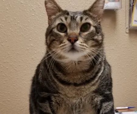 Western Hills Animal Medical & Surgical Clinic