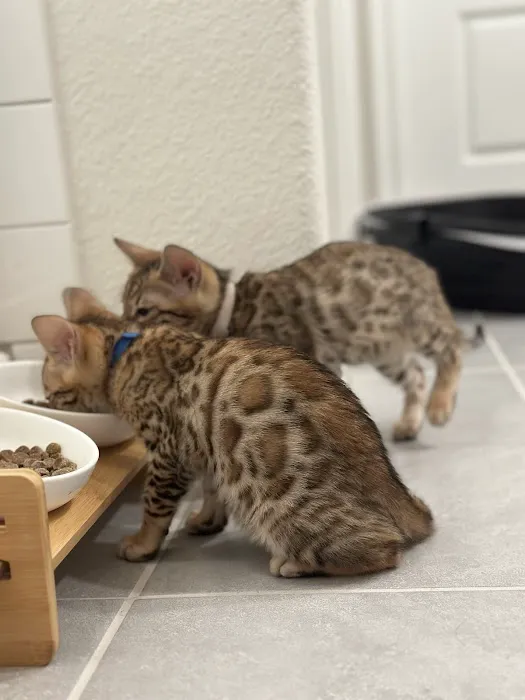 Bengali Bengals Cattery Picture 2