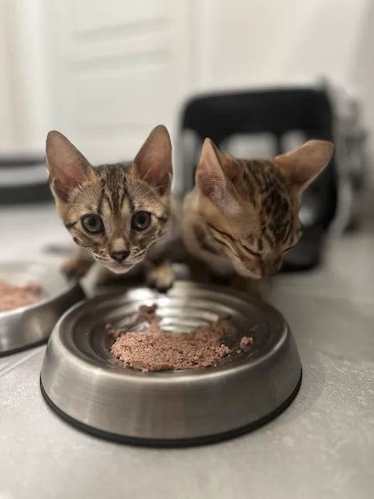 Bengali Bengals Cattery Picture 1
