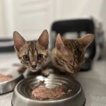 Bengali Bengals Cattery