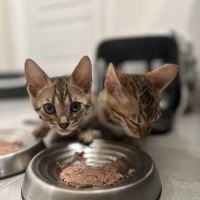 Bengali Bengals Cattery ico