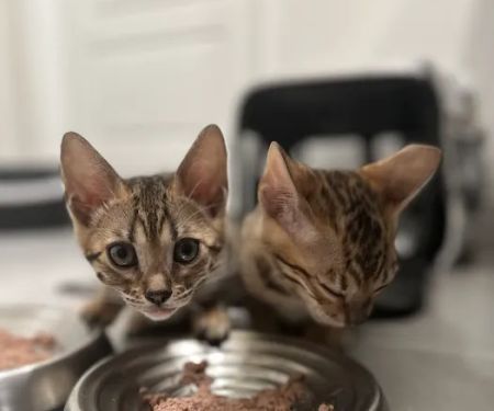 Bengali Bengals Cattery