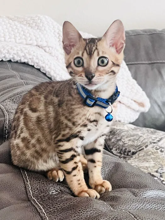 Bengali Bengals Cattery Picture 3