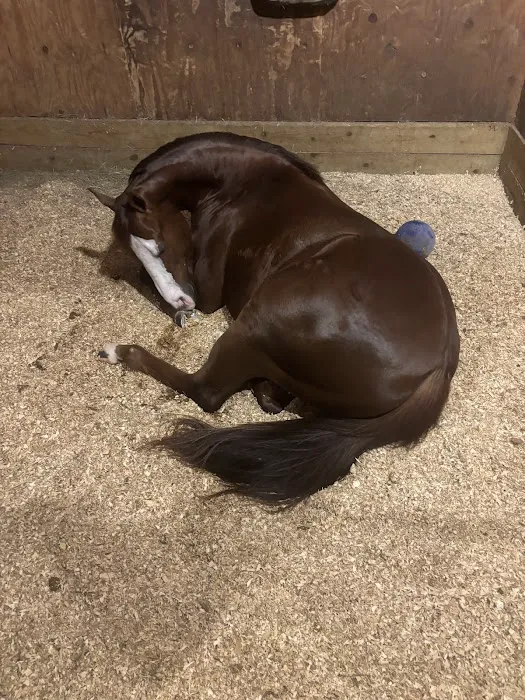 Collier Equine Vet Services Picture 3