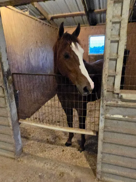 Collier Equine Vet Services Picture 2