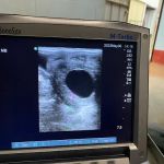 Collier Equine Vet Services