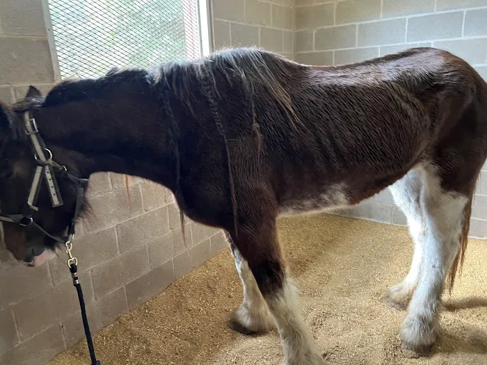 Collier Equine Vet Services Picture 5