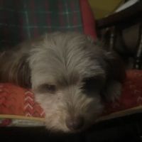 Golden Legacy Veterinary Clinic ico