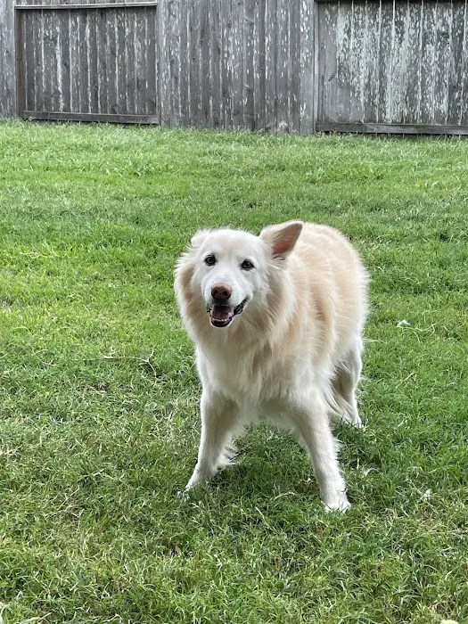 Companion Animal Hospital of Waller Picture 2