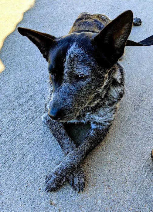 Companion Animal Hospital of Waller Picture 8