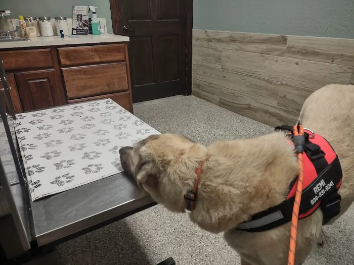 Companion Animal Hospital of Waller Picture 7