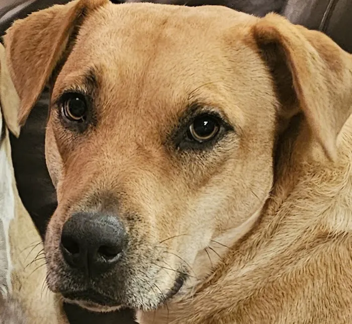 Companion Animal Hospital of Waller Picture 9