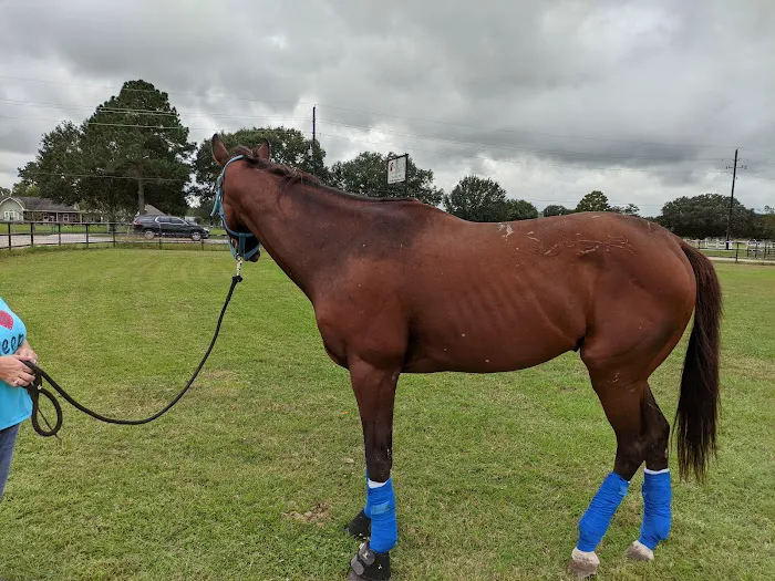 Waller Equine Hospital Picture 6