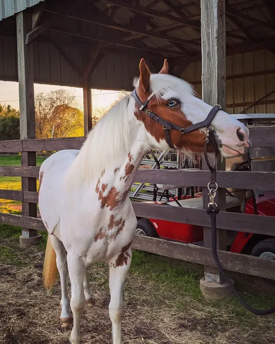Waller Equine Hospital Picture 7