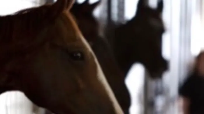 Waller Equine Hospital Picture 8
