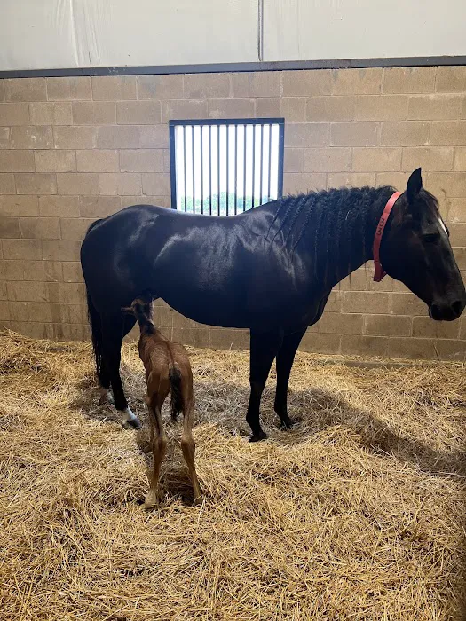 Equine Partners Veterinary Service Picture 4
