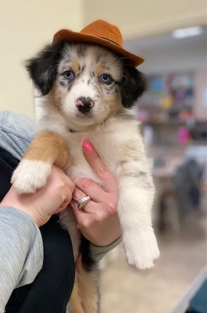 Stoneside Veterinary Hospital Picture 7