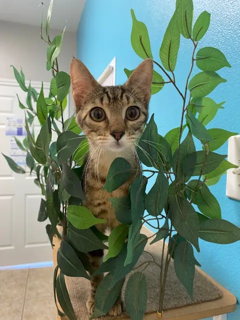 Stoneside Veterinary Hospital Picture 9