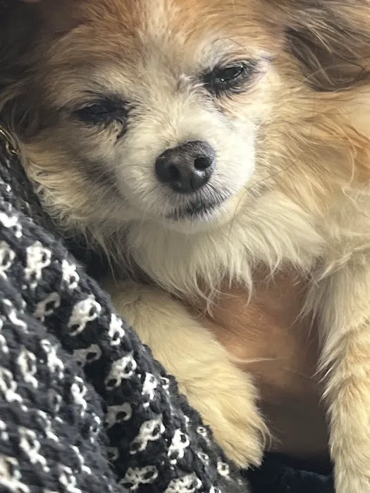 Camino Animal Hospital Picture 2