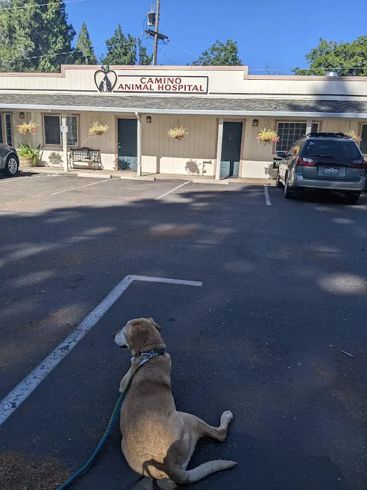 Camino Animal Hospital Picture 1