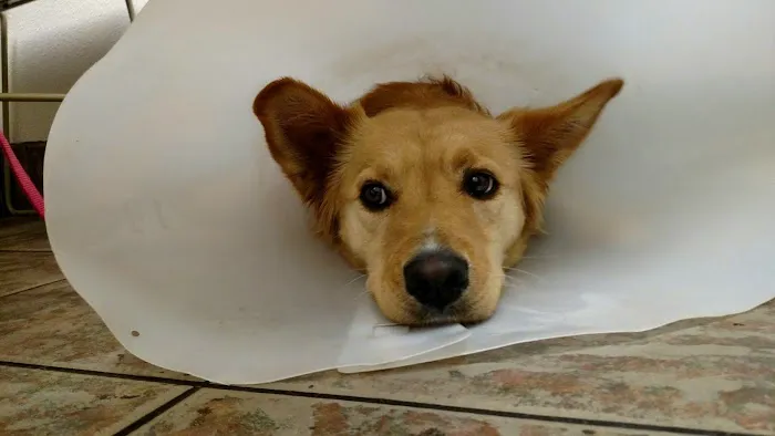 Camino Animal Hospital Picture 9
