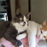 Tidewater Animal Hospital