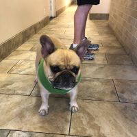 All Creatures Veterinary Center ico