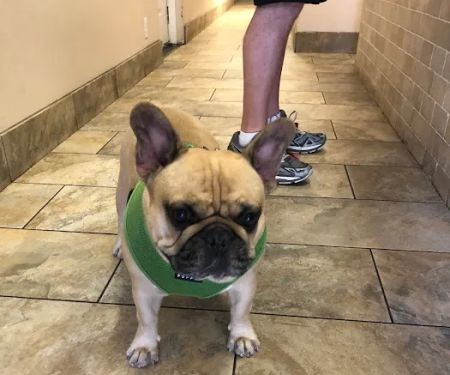 All Creatures Veterinary Center