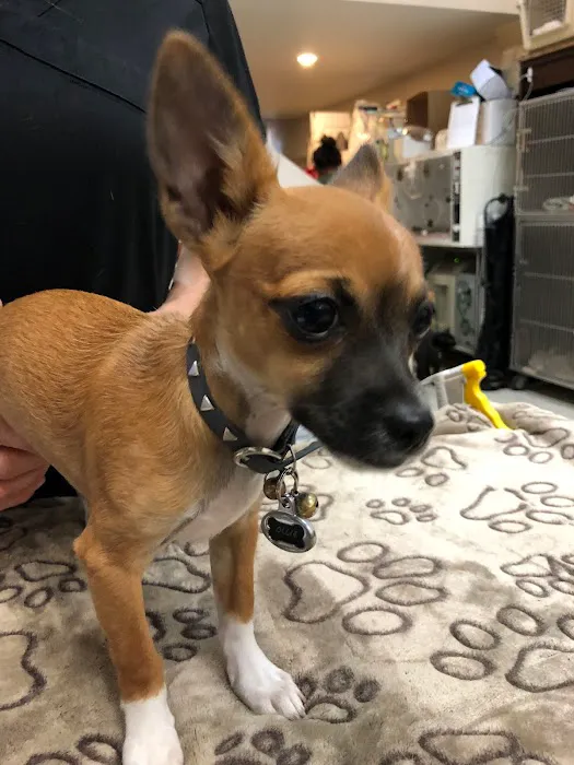 All Creatures Veterinary Center Picture 3