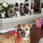 Santa Clarita Animal Hospital