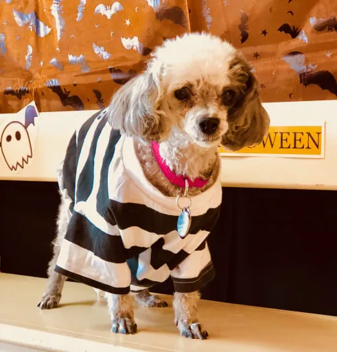 Santa Clarita Animal Hospital Picture 5