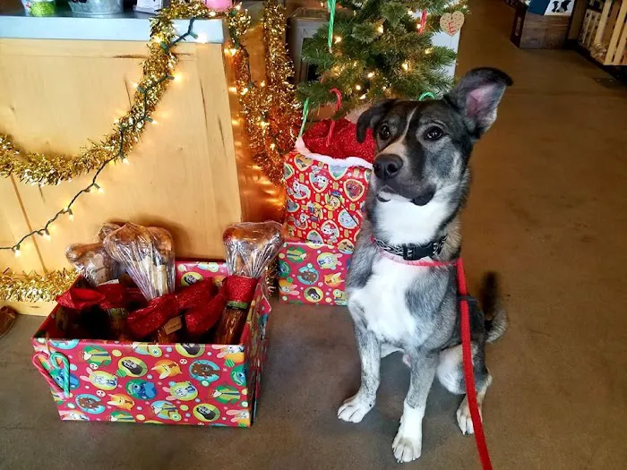 Santa Clarita Animal Hospital Picture 8