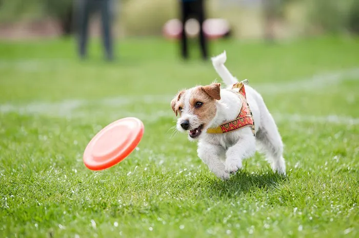 Santa Clarita Animal Hospital Picture 10