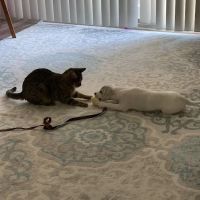 Animal Medical Center ico