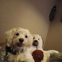 The Old Road Veterinary Center ico