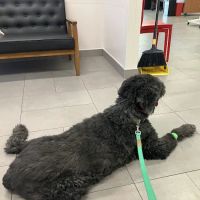 Veterinary Emergency Group ico