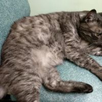 The Cat Doctor & Friends ico