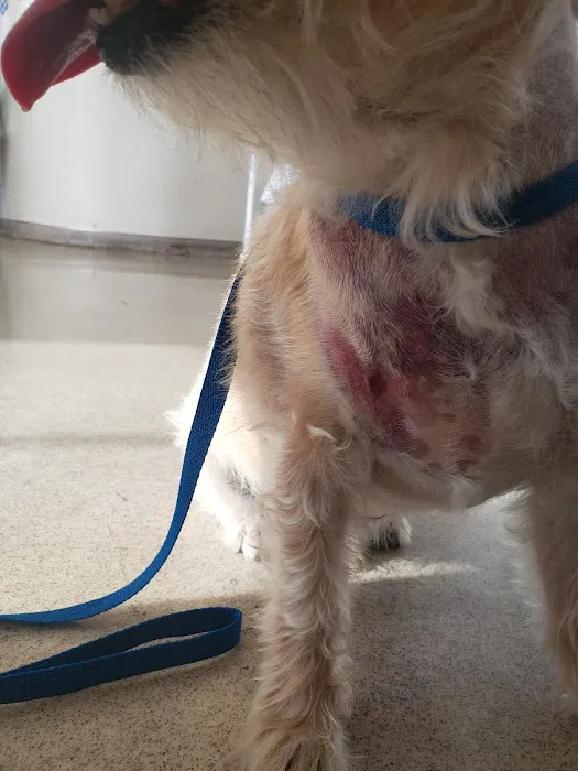 VIP Veterinary Services Picture 3