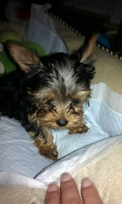 VIP Veterinary Services Picture 8