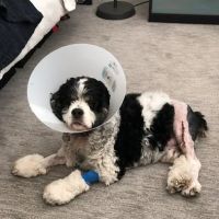 Pinnacle Veterinary Center ico
