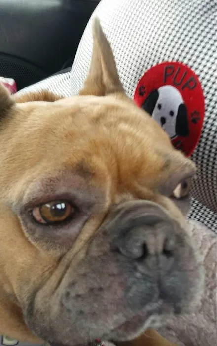 Pinnacle Veterinary Center Picture 5