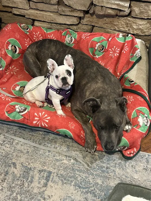 Pinnacle Veterinary Center Picture 9